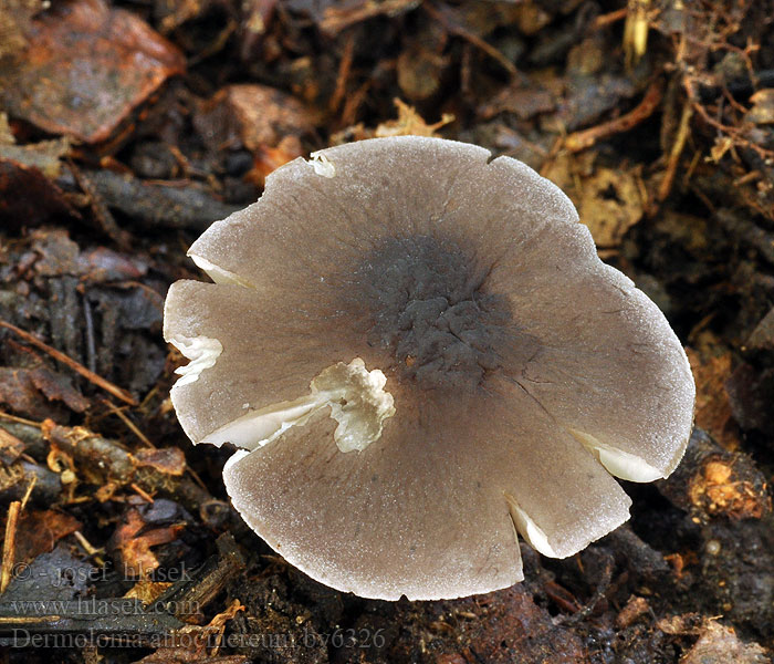 Dermoloma atrocinereum Gråbrun sammetsmusseron Tummajyväslakki