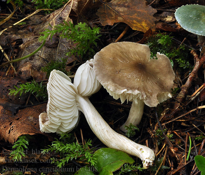 Dermoloma atrocinereum cuneifolium Čirůvečka klínolupenná