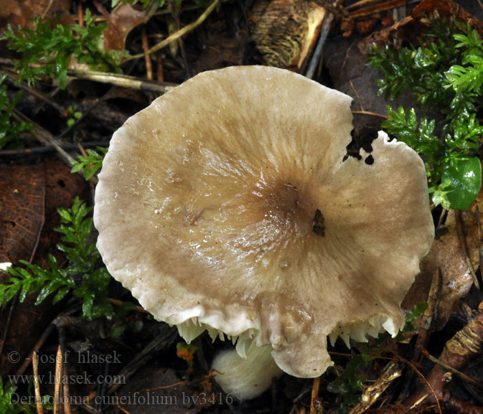 Dermoloma cuneifolium Čiruľka tmavosivá