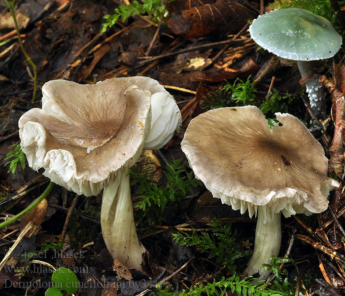 Dermoloma cuneifolium Gråbrun sammetsmusseron