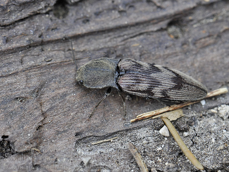 Diacanthous undulatus Elater Harminius