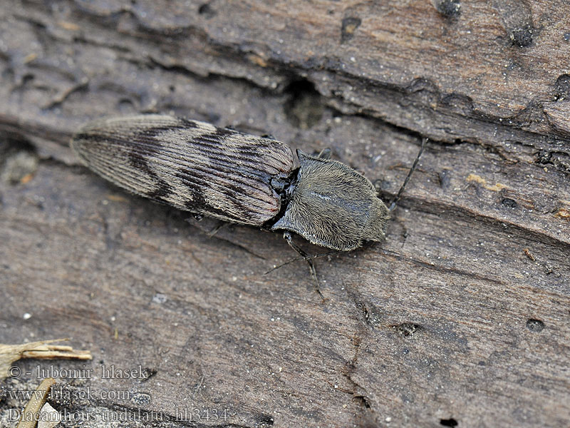 Diacanthous undulatus Elater Harminius Щелкун волнистый