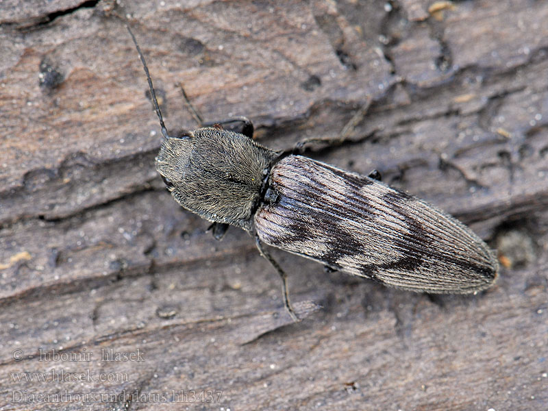 Harminius undulatus Elater Violettbandad knäppare