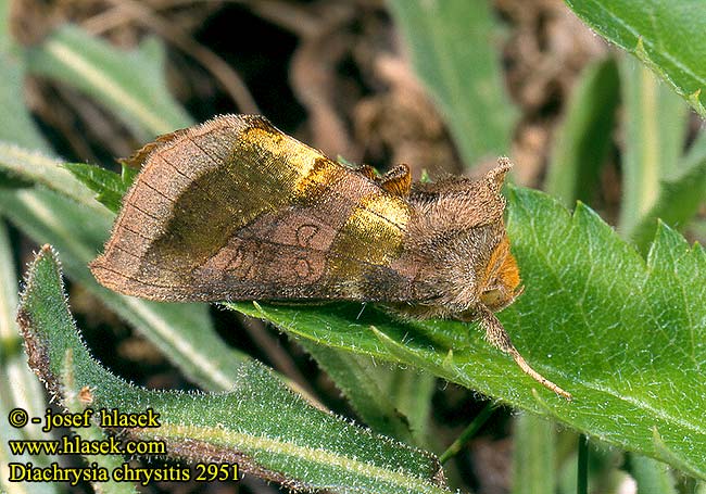 Diachrysia chrysitis Burnished Brass Messingeule