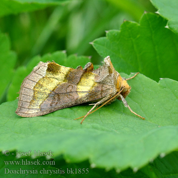 Металловидка золотая Diachrysia chrysitis Burnished Brass