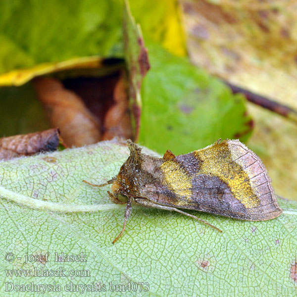 Burnished Brass Messingeule Kovolesklec šedivkový Mora zlatistá