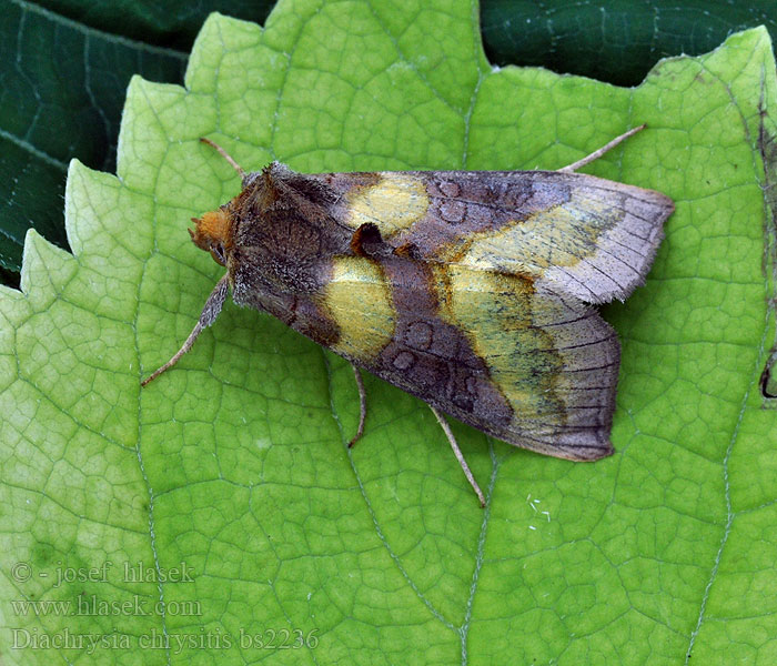 Diachrysia chrysitis Kovolesklec šedivkový