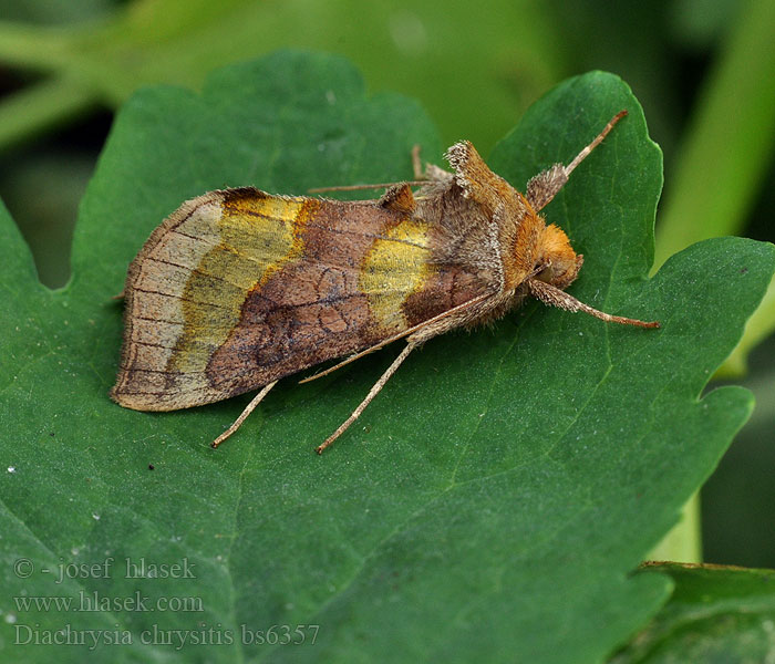 Diachrysia chrysitis Burnished Brass