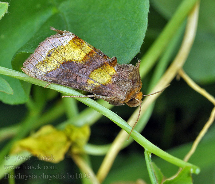 Diachrysia chrysitis Kovolesklec šedivkový