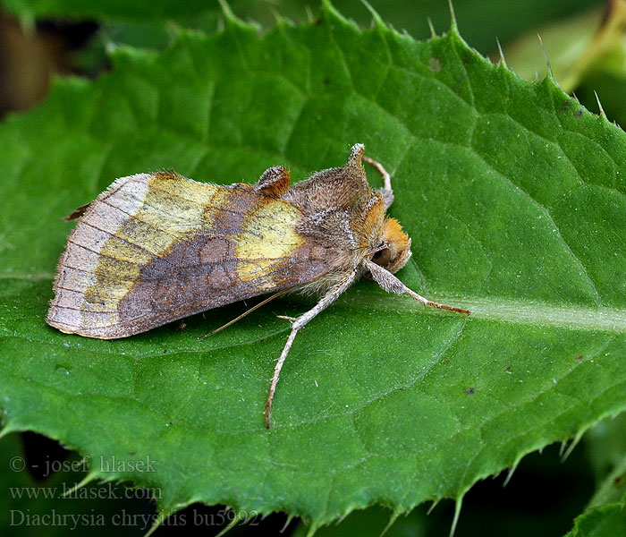 Diachrysia chrysitis Messingeule Vanlig bandmetallfly