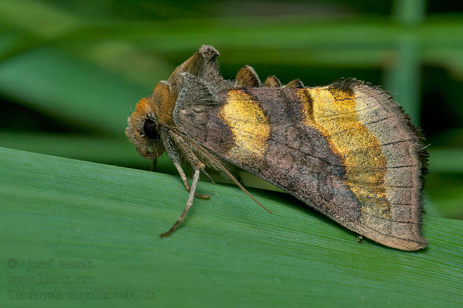 Burnished Brass Diachrysia chrysitis