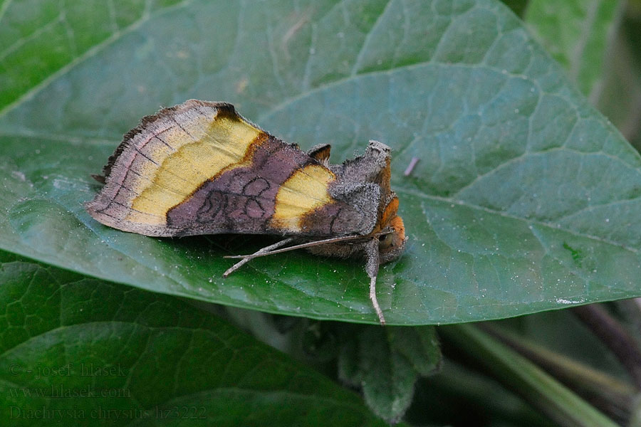 Kovolesklec šedivkový Diachrysia chrysitis