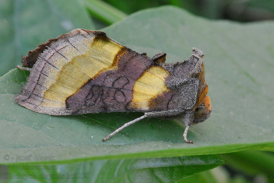 Mora zlatistá Diachrysia chrysitis