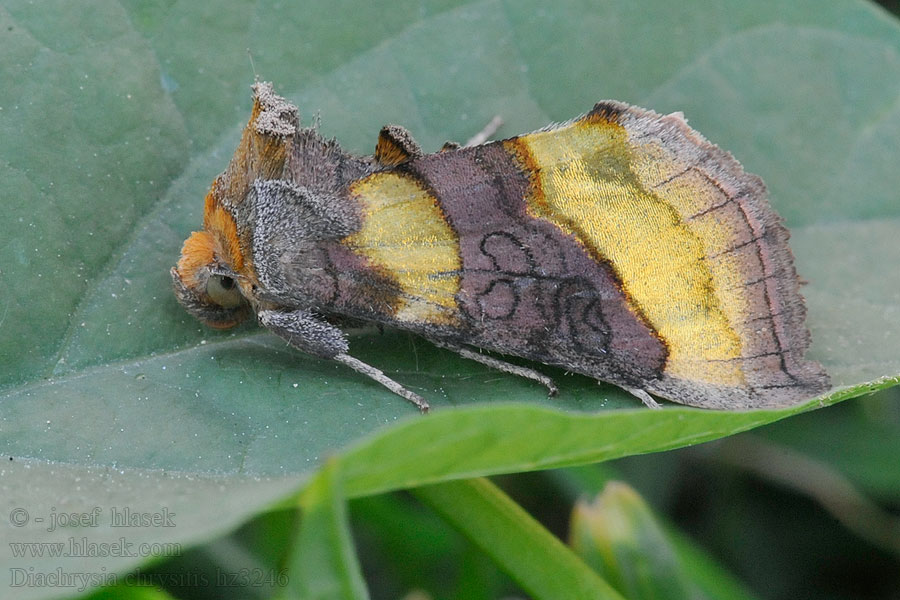 Błyszczka spiżówka Diachrysia chrysitis