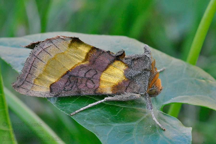 Grönglänsande metallfly Diachrysia chrysitis