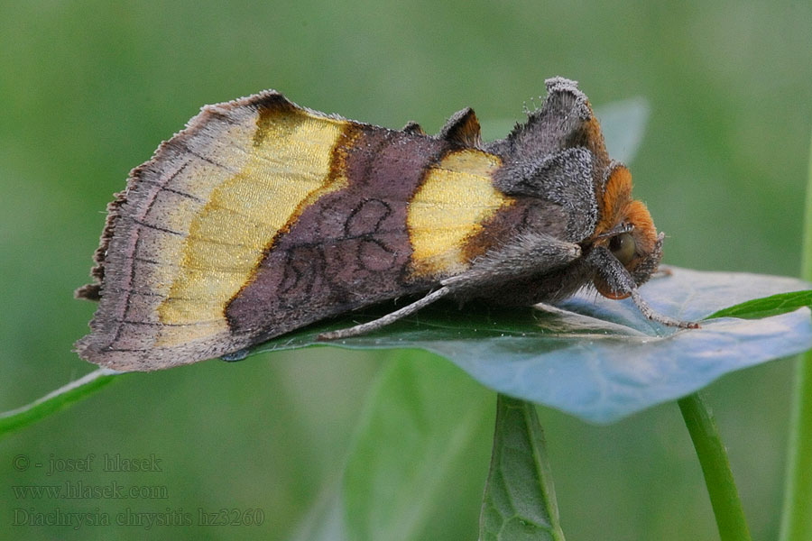 Vanlig bandmetallfly Diachrysia chrysitis