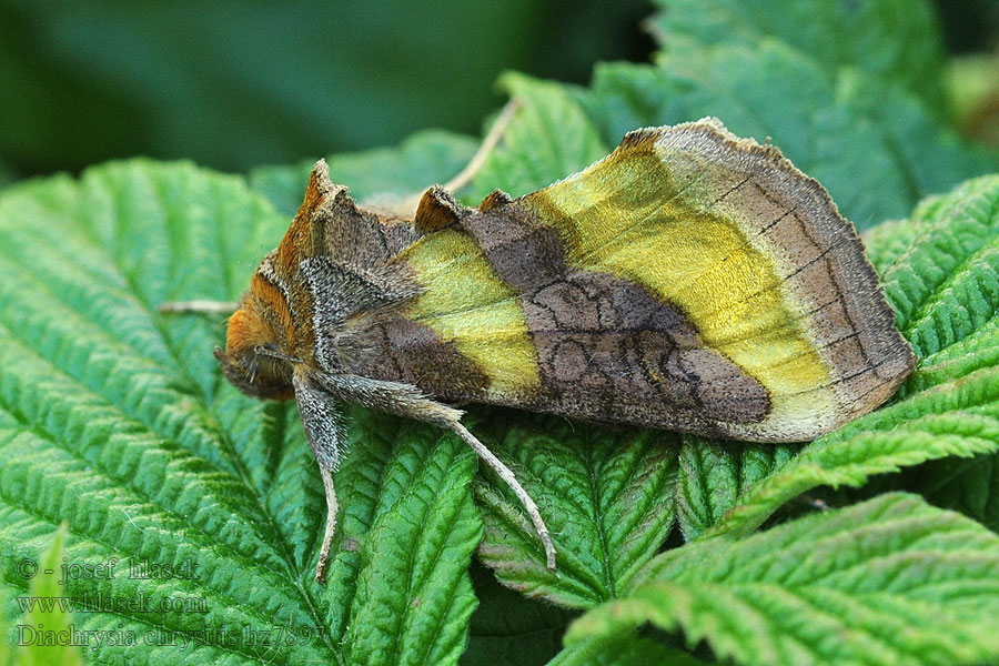 Vyömessinkiyökkönen Diachrysia chrysitis