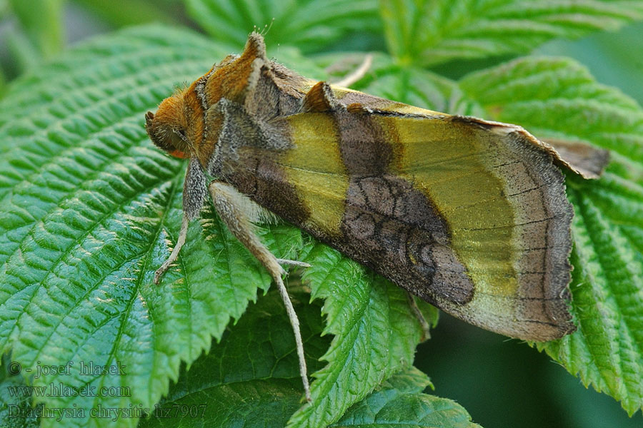 Messingugle Koperuil Diachrysia chrysitis