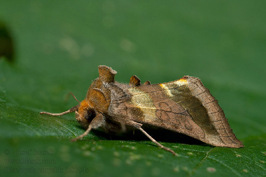 Kovolesklec šedivkový Mora zlatistá Diachrysia chrysitis