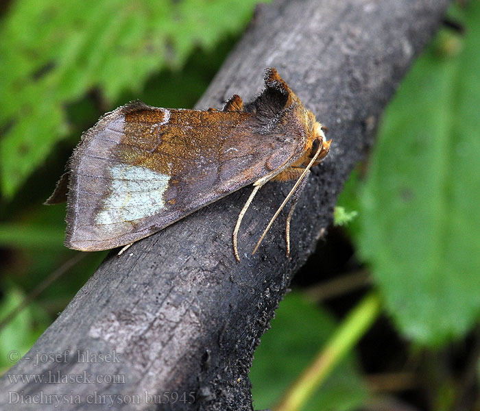 Diachrysia chryson Wasserdost-Goldeule