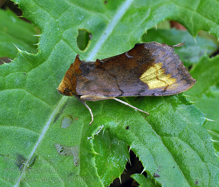 Diachrysia chryson Scarce burnished brass