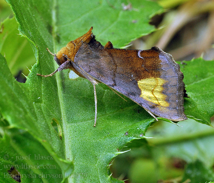 Diachrysia chryson Grote koperuil