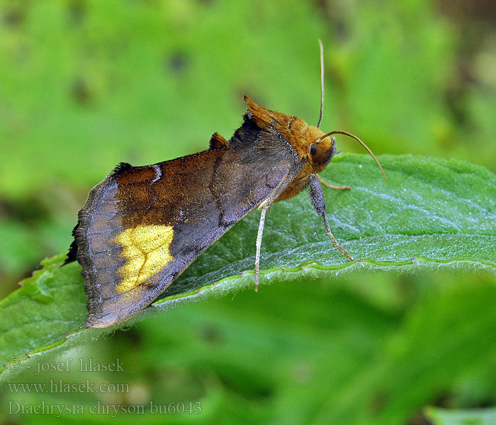 Diachrysia chryson Guldfläckat metallfly