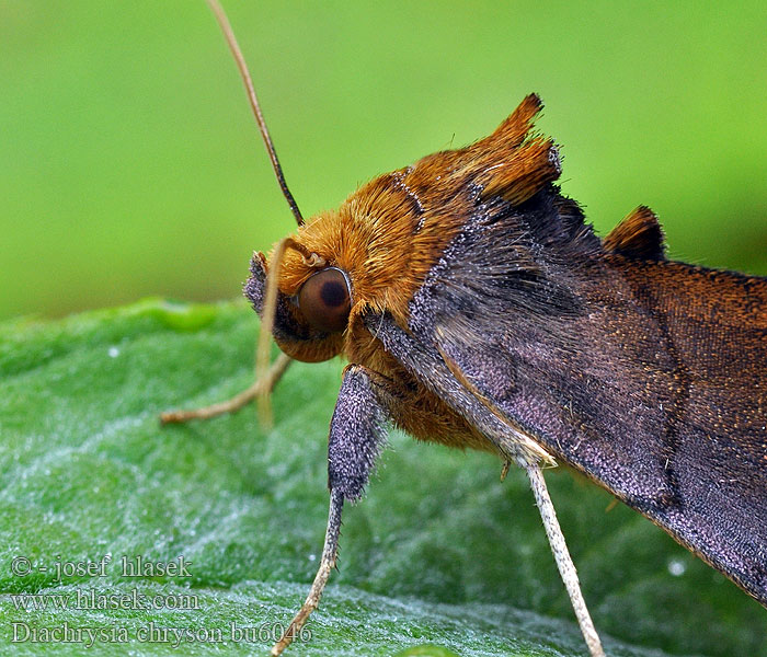 Diachrysia chryson Speilmetallfly Guldplet