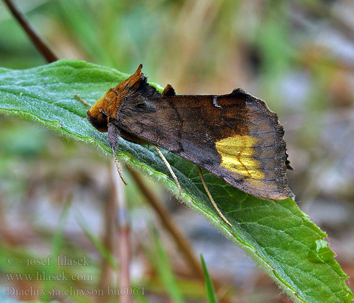 Wasserdost-Goldeule Diachrysia chryson