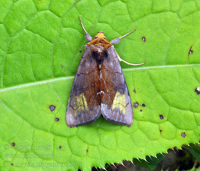 Scarce burnished brass Diachrysia chryson