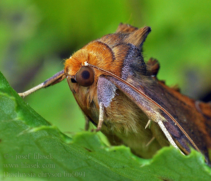 Błyszczka chryson Diachrysia chryson