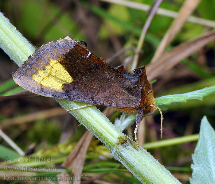 Grote koperuil Diachrysia chryson