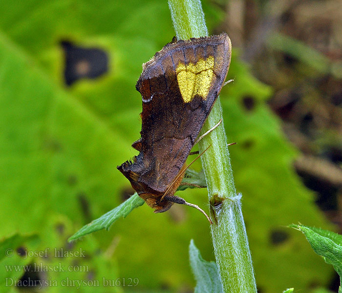 Guldfläckat metallfly Diachrysia chryson