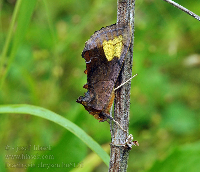 Speilmetallfly Guldplet Diachrysia chryson