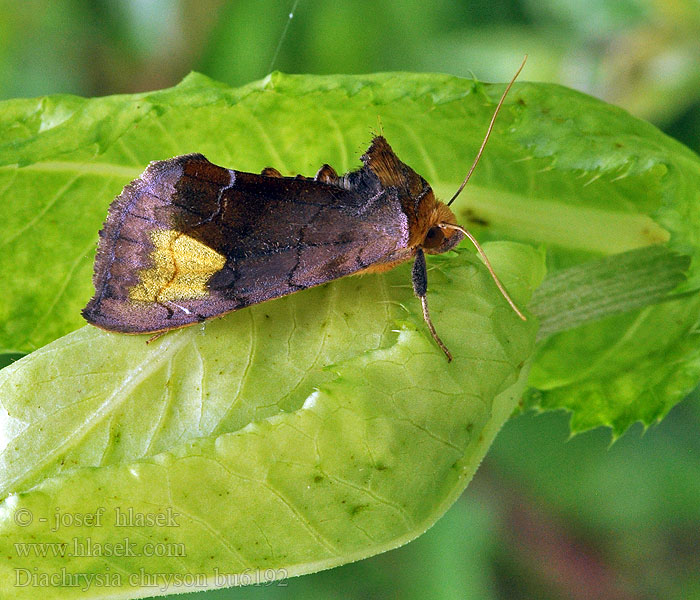 Scarce burnished brass