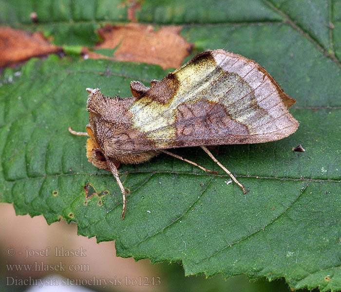 Diachrysia stenochrysis Kovolesklec podvojný