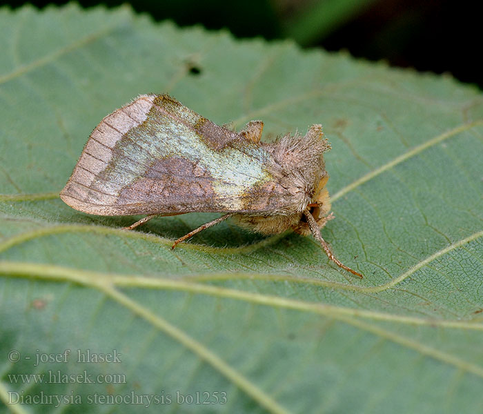 Diachrysia stenochrysis Tutt's Messingeule Mora Tuttova