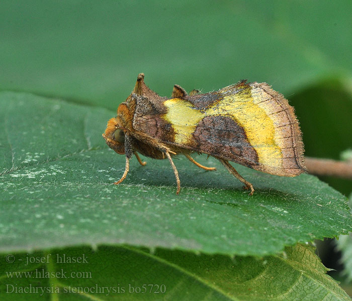 Diachrysia stenochrysis Металловидка узкозолотая