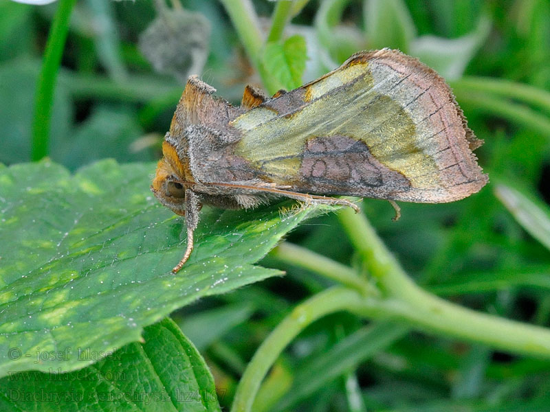 Kovolesklec podvojný Diachrysia stenochrysis