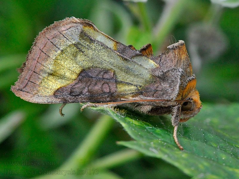 Tutt's Messingeule Diachrysia stenochrysis