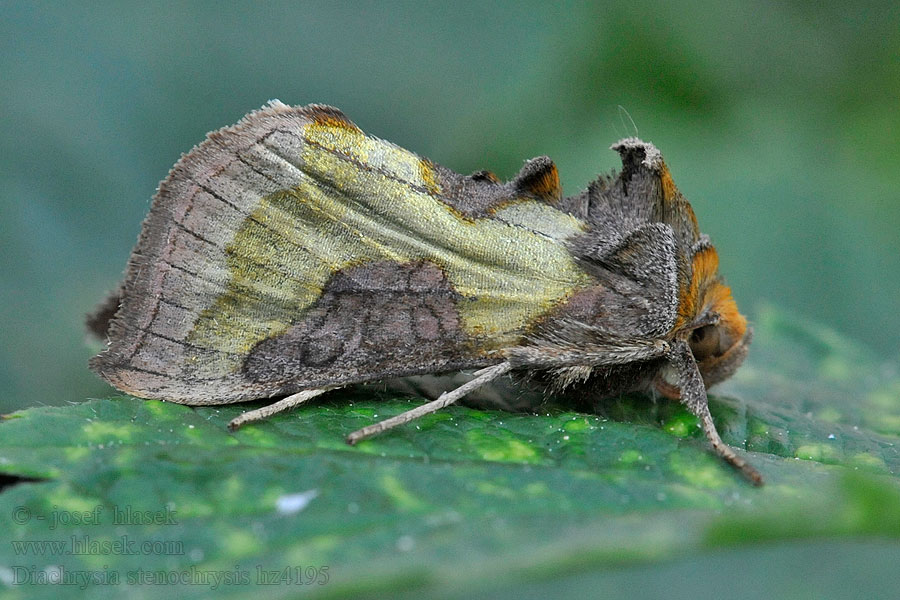 Mora Tuttova Diachrysia stenochrysis