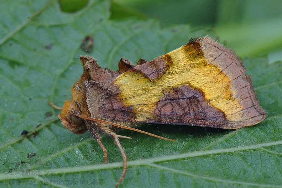 Металловидка узкозолотая Diachrysia stenochrysis