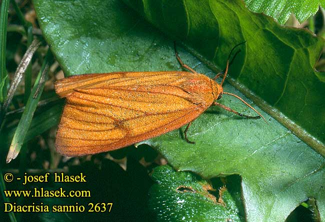 Diacrisia sannio Přástevník chrastavcový Rotrandbär Clouded Buff