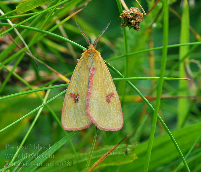 Diacrisia sannio Rotrandbär Clouded Buff