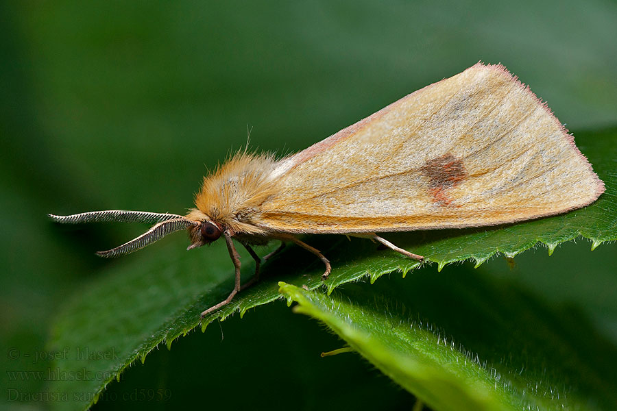 Rotrandbär Clouded Buff Diacrisia sannio