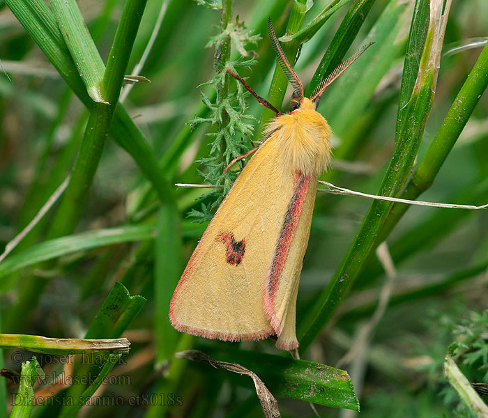 Diacrisia sannio