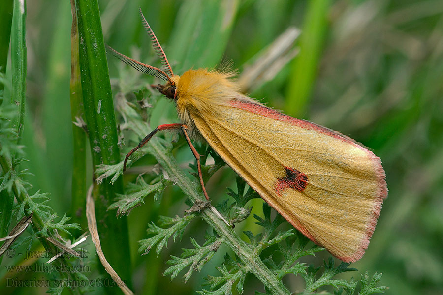 Diacrisia sannio