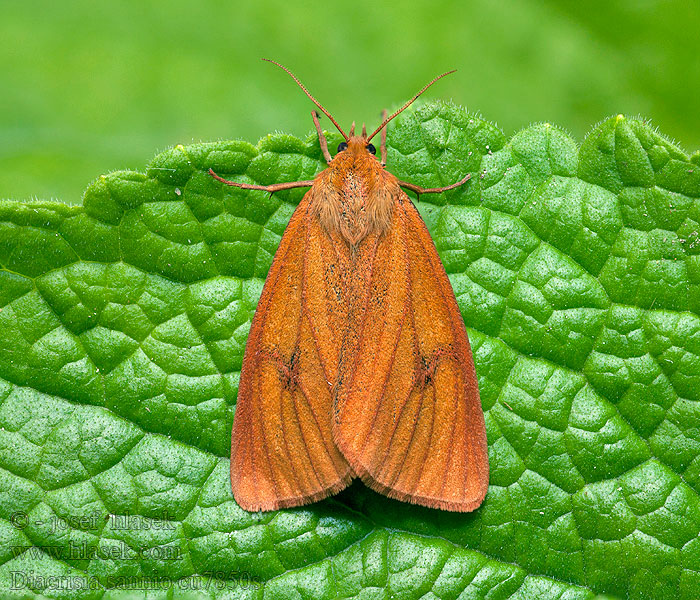 Diacrisia sannio