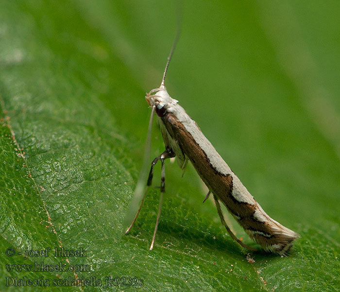 Dialectica scalariella Gracillaria