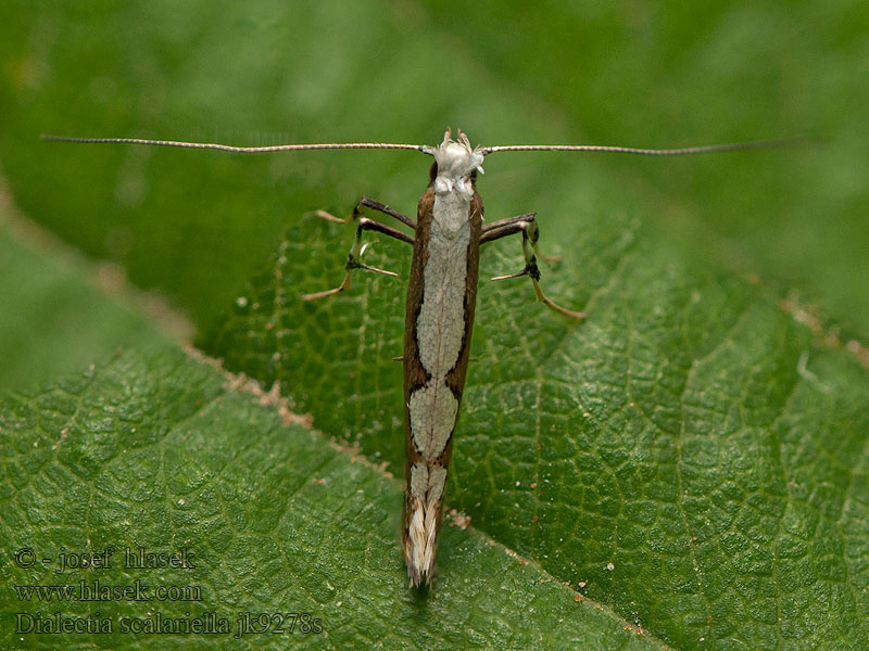 Dialectica scalariella Gracillaria
